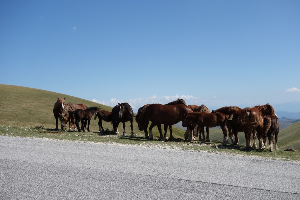 Horses grazing freely in the mountains of the Gran Sasso